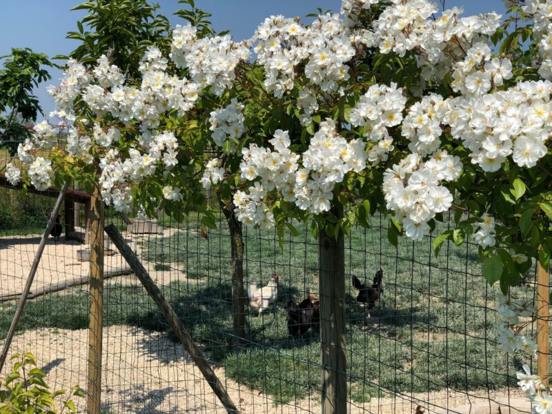 altrove immersi in campagna 3