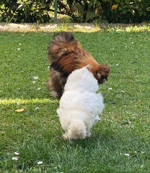 altrove immersi in campagna galline